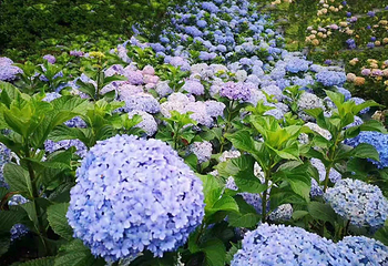鹿野花塔第 13 张图片