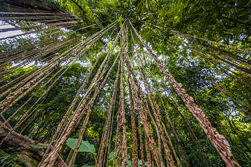 海南百花岭热带雨林文化旅游区第 33 张图片