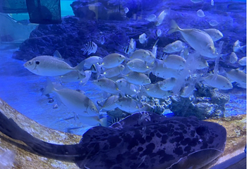 潮境智能海洋馆第 11 张图片