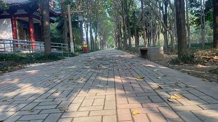隋唐城遗址植物园-月季园第 1 张图片