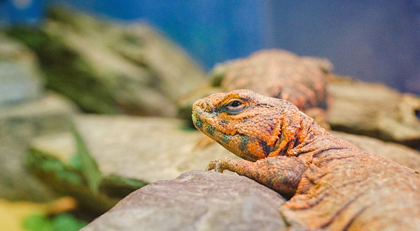 伯恩茅斯水族馆