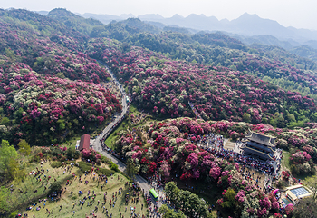 百里杜鹃风景区第 30 张图片
