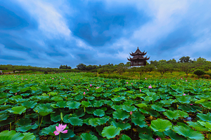 上海海湾国家森林公园