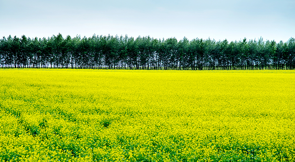 常阴沙生态农业度假区