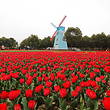 武汉农业集团郁金香主题公园