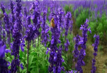 四季花海第 6 张图片