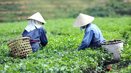 湘丰茶业庄园第 1 张图片