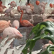 北京动物园-火烈鸟馆