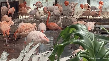 北京动物园-火烈鸟馆