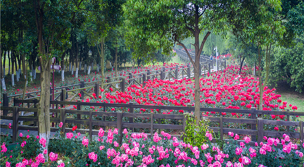盛泽湖月季园