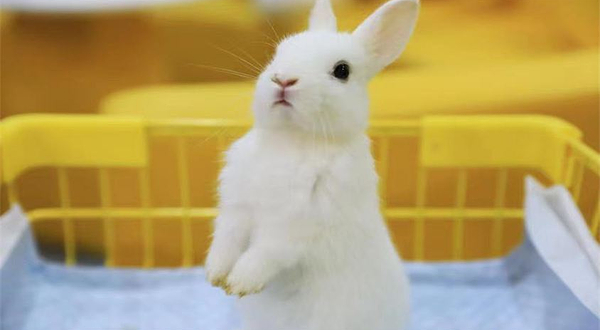 上海安哥拉巨兔主题馆