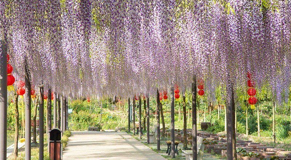 常熟江南红豆园