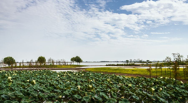 湖北枝江金湖国家湿地公园