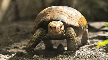 马尼拉动植物园