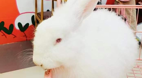 南宁安哥拉巨兔体验馆