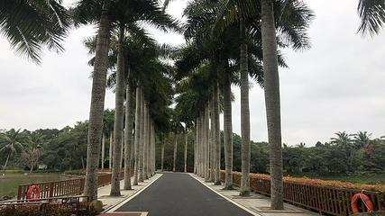 兴隆热带植物园第 61 张图片