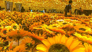 【合肥】《不一样的毕加索》沉浸式光影艺术展