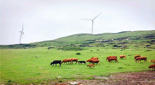 山花牛奶牧场(观清路店)