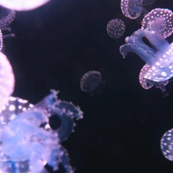 黄河三角洲动物园·海洋馆