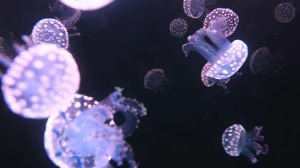 黄河三角洲动物园·海洋馆第 1 张图片
