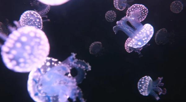 黄河三角洲动物园·海洋馆