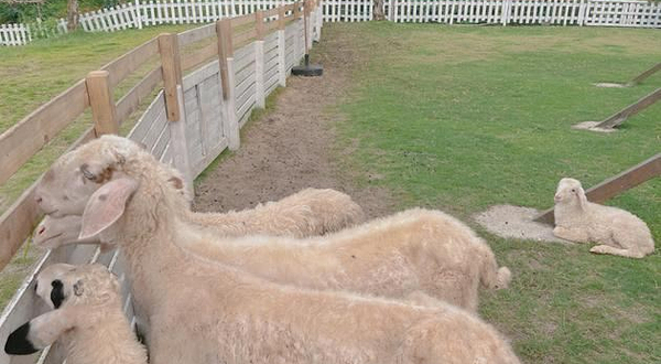 太湖溇港绵羊牧场