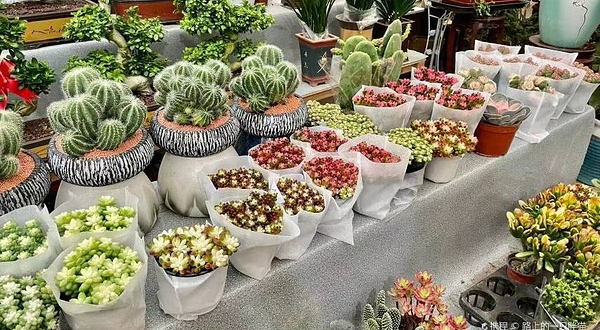 秦岭花世界余荣坤多肉园艺