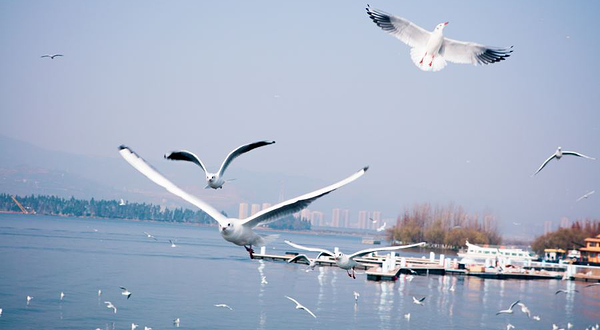 滇池海鸥观景点