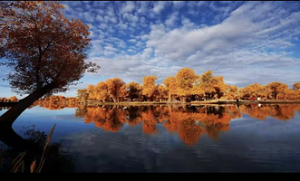 大漠胡杨林景区-怡景亭