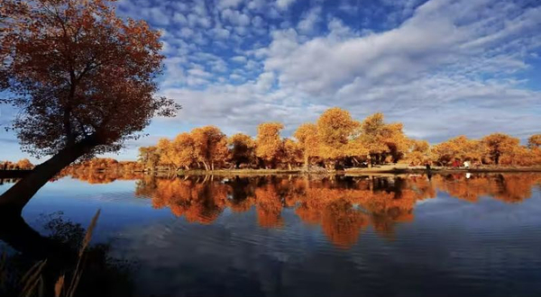 大漠胡杨林景区-怡景亭