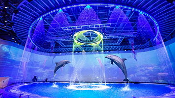 《海豚奇缘》演出