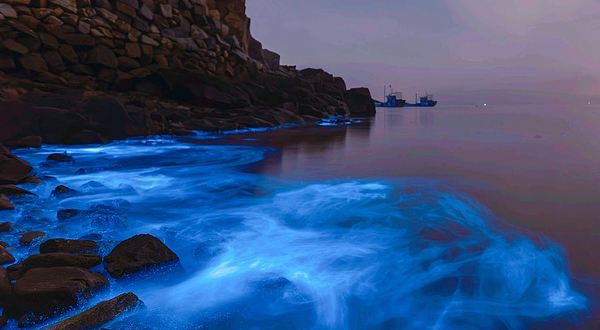 蓝眼泪观景点(流水镇后田村海滩)