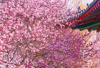 桃花堤公园第 6 张图片