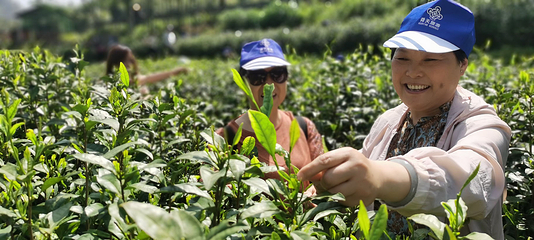 鲜小白安吉白茶第 8 张图片