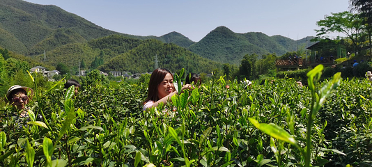鲜小白安吉白茶第 7 张图片