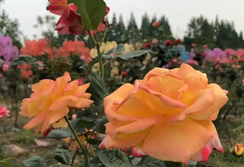 贡之源·花仙谷第 34 张图片