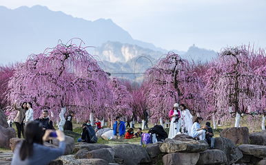 问花村第 31 张图片