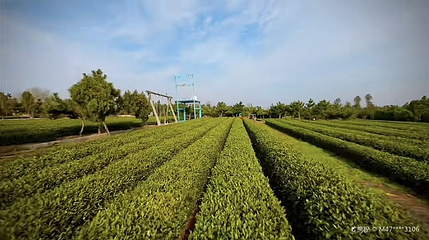 日照云过山丘茶旅园第 1 张图片