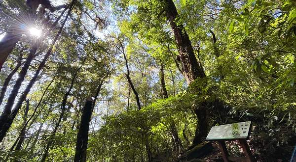 Kew Mae Pan nature trail