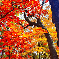 红石国家森林公园