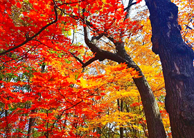 红石国家森林公园