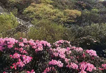 金佛山北坡景区第 69 张图片