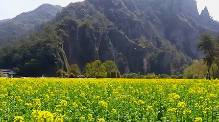 鼎湖油菜花观景点第 1 张图片