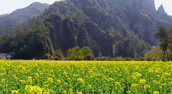 鼎湖油菜花观景点