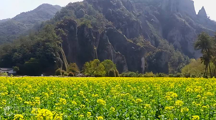 鼎湖油菜花观景点第 4 张图片