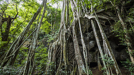 中国科学院西双版纳热带植物园-热带雨林第 3 张图片