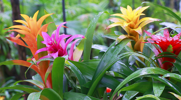 宇治市植物公园