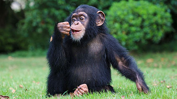 上海野生动物园猩猩馆