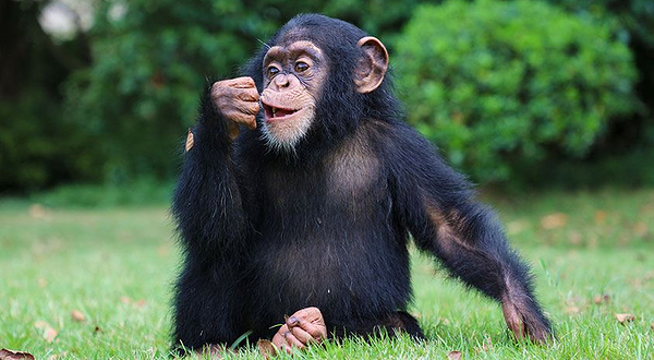 上海野生动物园猩猩馆