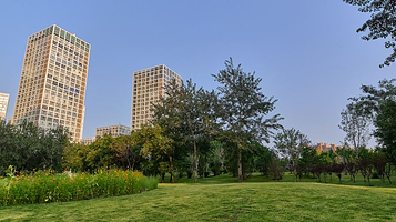 CBD城市森林公园